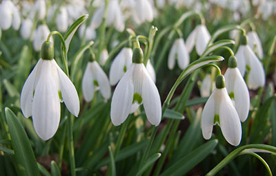 Snowdrops G009_0462