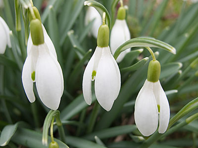 Snowdrops G012_0540