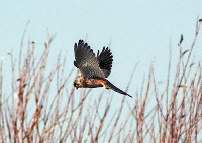 SparrowHawk 0469_11