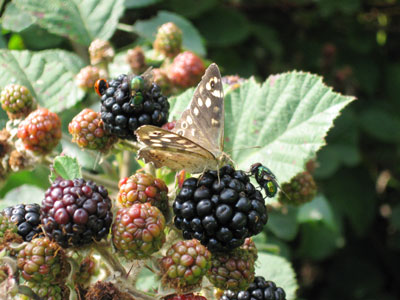 SpeckledWood C002_1554