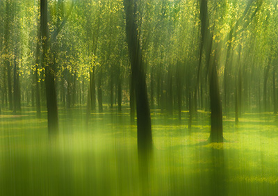 SpringTreesBlur 088_0812