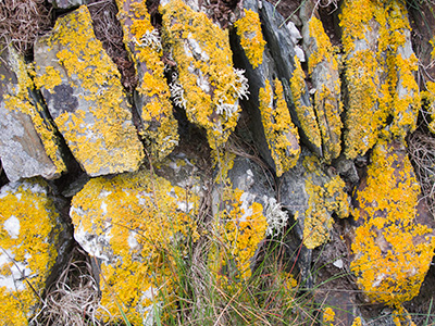 StoneWallLichen G166_4225