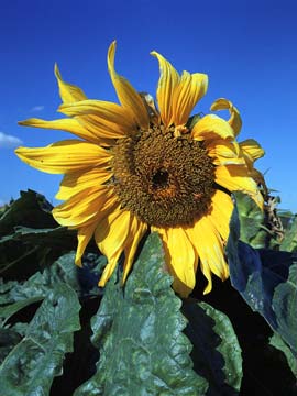 Sunflower 286_03