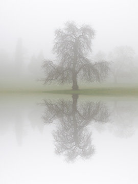 Tree Reflection G101_2453