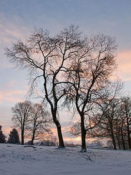 Tree Snow Sunrise G077_1998