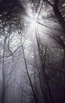 Trees Sunbeams Mist 000_17