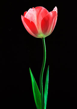 Tulip 155_31