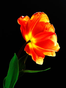 Tulip 155_24