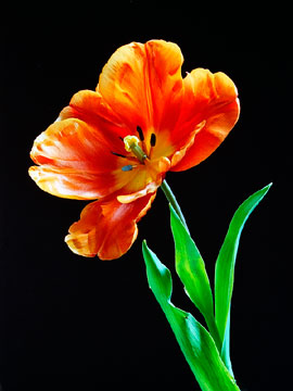 Tulip 155_26