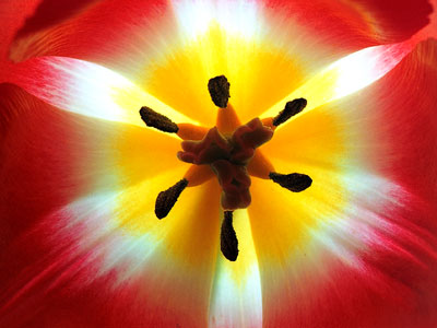 Tulip 155_35