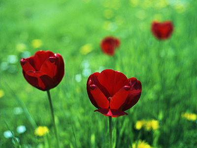 Tulips 536_03