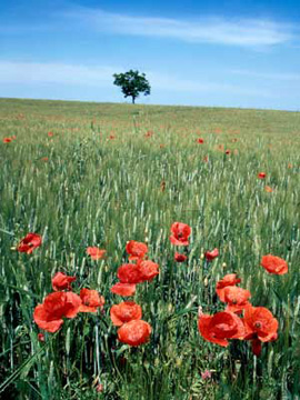 Poppies & Tree 406_05