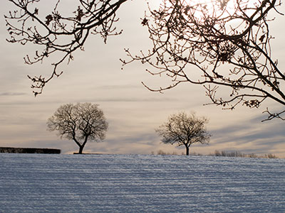 Two Trees in Snow G052_1436