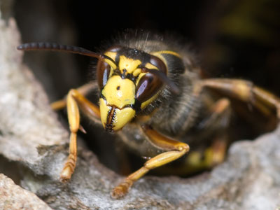 Wasp 034_0203