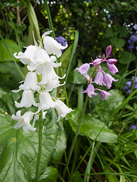 WhiteBells G232_6591