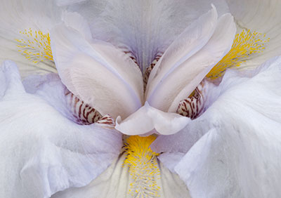 White Iris 054_0867