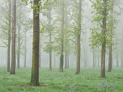 WillenLakeTrees G155_3925