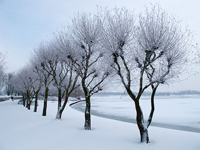 Trees in Snow G047_1306