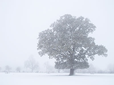 Oak Tree G047_1260