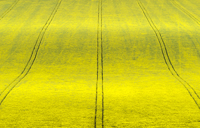 YellowField 087_0783