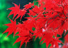 Acer 141_33