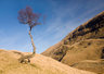 Alport Tree 0288