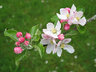 Apple Blossom