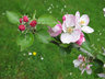 AppleBlossom G156_3999