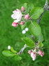 Apple Blossom