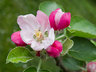 Apple Blossom