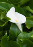 Arum Lily