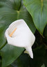 Arum Lilly