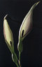 Arum Maculatum 498_25