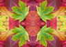 Autumn Leaves