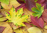 Autumn Leaves