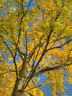 AutumnTree G246_6779-81_tm