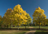 Autumn Trees