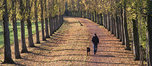 Autumn Trees