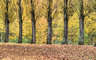 Autumn 142_0002_tm