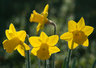 Daffodils