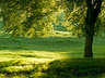 Backlit Trees