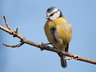 BlueTit 127_0121