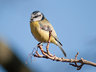 BlueTit