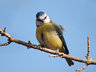 BlueTit