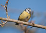 BlueTit 135_0121