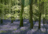 Bluebells