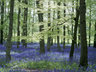 Bluebells