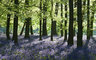 Bluebells