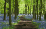 Bluebells