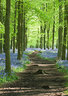 Bluebells